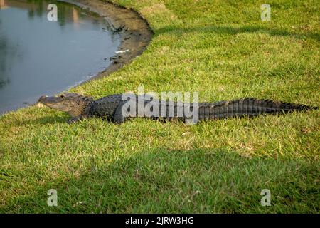 Alligatore americano sul varco in un campo da golf in Orlando Florida USA Foto Stock