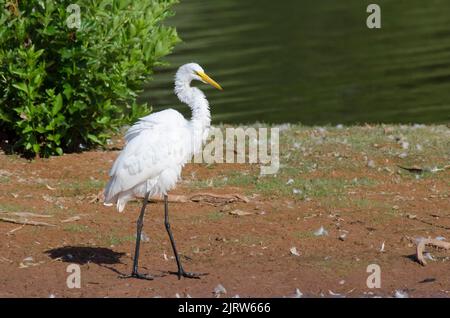 Grande Egret, Ardea alba, scuotendo via l'acqua in eccesso Foto Stock