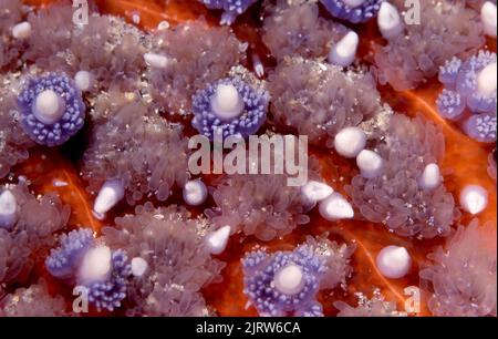 Il primo piano della pelle corazzata di una stella di girasole della California mostra il suo intricato design e le pinze predatorie bianche pronte a strappare un piccolo granchio Foto Stock