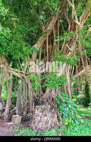 Un albero sacro di Banyon ficus nelle Fiji mostra le migliaia di intricati rami aggrovigliati intrecciati intrecciati a un bel motivo. Foto Stock