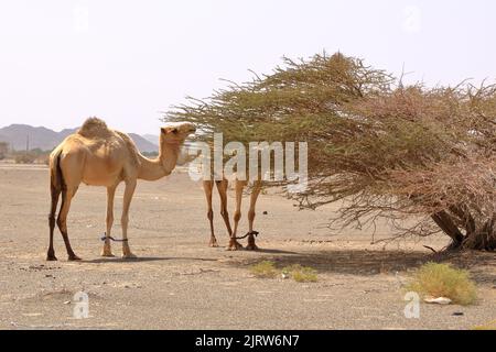 Oman, cammello a piedi gratuito vicino a una strada, bellissimo paesaggio arido di montagne Foto Stock