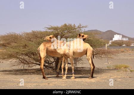 Oman, cammello a piedi gratuito vicino a una strada, bellissimo paesaggio arido di montagne Foto Stock