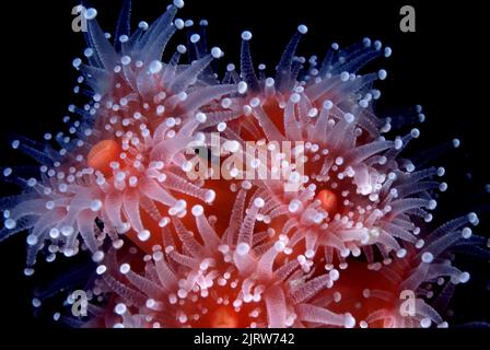 Una piccola colonia di bellissimi anemoni di fragole rossi luminosi attaccati ad una barriera corallina mostra la loro struttura intricata e delivata. Foto Stock