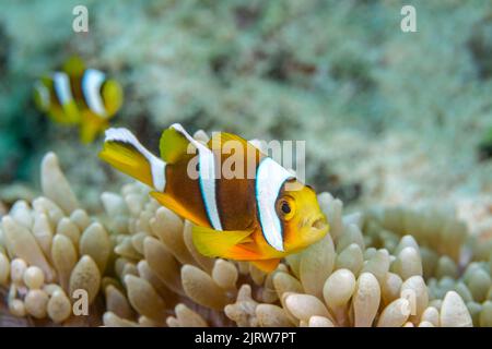 Un piccolo pesce pagliaccio tropicale giallo nelle Fiji nuota all'interno dei tentacoli protettivi di un anemone ospite con il suo compagno che segue dietro Foto Stock