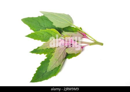 Atriplex hortensis, Chenopod su sfondo bianco Foto Stock