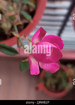 Rosa rosa in terra di POT di casa urbana Foto Stock