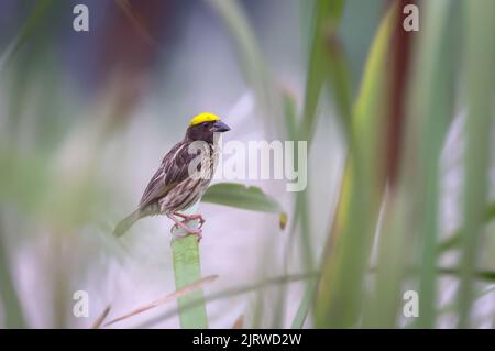 Il tessitore striato (Ploceus manyar) è una specie di uccello tessitore che si trova nell'Asia meridionale e nell'Asia sudorientale. Foto Stock