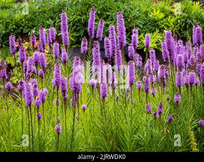 Suggestive punte viola di Liatris spicata anche conosciuta come Kansas Gayfeather o densa Stella Blazing nei Giardini Botanici reali di Copenhagen Danimarca Foto Stock