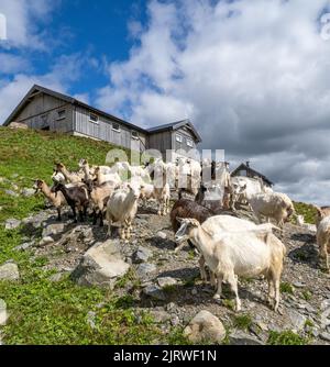 Azienda di capra che produce latte di capra per prodotti lattiero-caseari nella Norvegia centrale Foto Stock