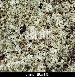 Vista ravvicinata di una specie di Moss delle renne a Cladonia lichen diffusa in tutte le montagne della Norvegia - Parco Nazionale di Jotunheimen Foto Stock