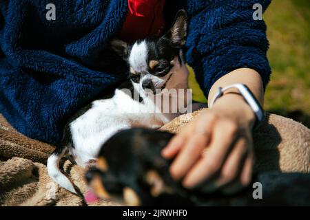 Un'immagine di primo piano di un chihuahua seduto in un grembo di una persona nel parco Foto Stock