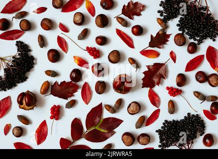 Composizione autunnale. Foglie secche, ghiande, castagne e bacche su fondo bianco. Modello di caduta. Vista dall'alto, disposizione piatta. Foto Stock