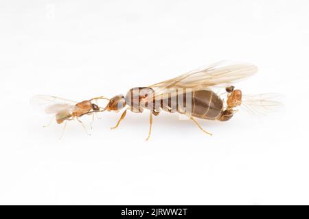 I maschi Dark Rover ANT (Brachymix patagonicus) competono per accoppiarsi con una regina alata durante un volo nuziale, isolato su sfondo bianco. Foto Stock