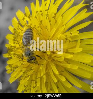 Ape di miele su fior di dente di leone impollinante - primo piano macro Foto Stock