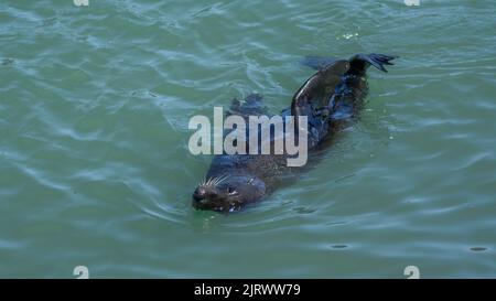 Foca neozelandese (Arctocephalus forsteri) nuoto in acqua turchese Foto Stock
