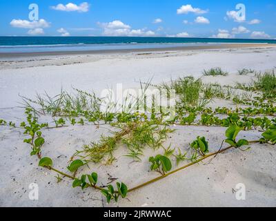 Empty Atlantic Ocean Beach nel nord-est della Florida USA Foto Stock
