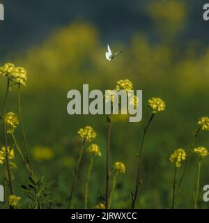 White butterfly flying over yellow field  of flowers Foto Stock