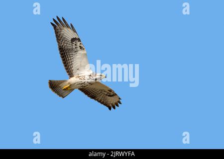 Poiana comune (Buteo buteo) morfo giovanile pallido in volo contro il cielo blu in estate Foto Stock