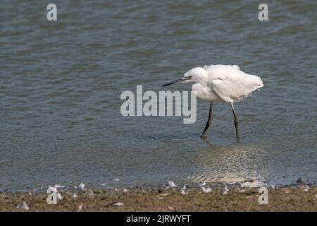 Piccola gretta (Egretta garzetta) giovane foraging in acque poco profonde di stagno in estate Foto Stock