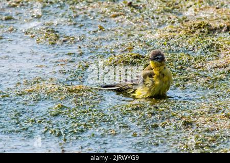 Coda di cavallo con testa blu / coda di cavallo gialla (Motacilla flava) bagnatura in acque poco profonde di pozza in estate Foto Stock