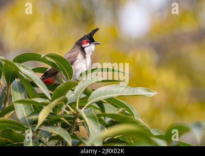 Un bulbul di Whiskered rosso che si erosa su un albero Foto Stock