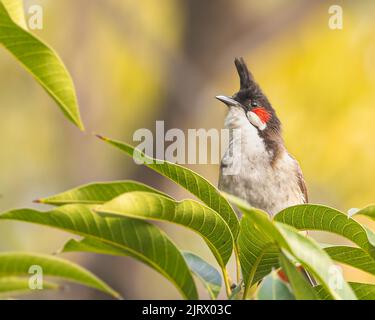 Un bulbo di Whiskered Rosso seduto su una cima di un albero Foto Stock