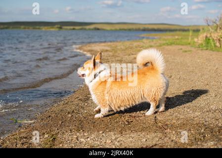 corgi sorge sulla riva di un ampio fiume Foto Stock