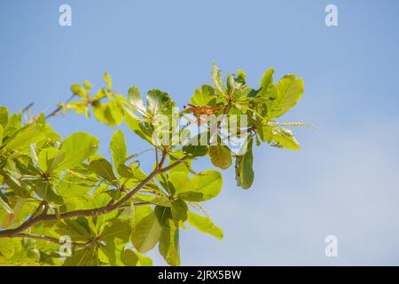 Foglie di un mandorlo all'aperto a Rio de Janeiro. Foto Stock