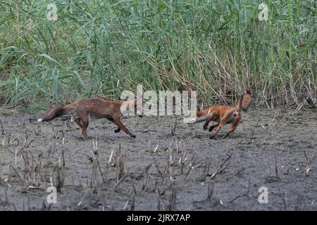 Due volpi giocano al Magor Marsh che si è asciugato a causa del riscaldamento globale o del cambiamento climatico. Foto Stock