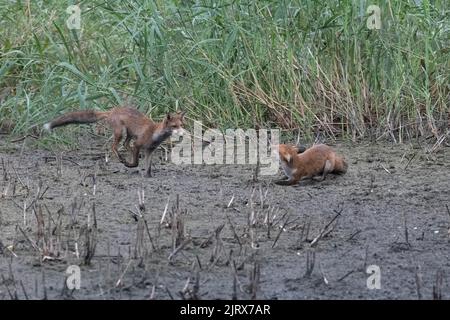 Due volpi giocano al Magor Marsh che si è asciugato a causa del riscaldamento globale o del cambiamento climatico. Foto Stock