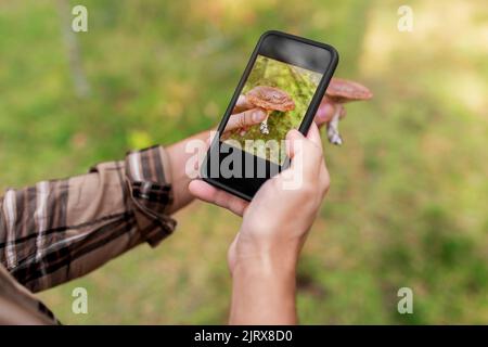 le mani utilizzano l'app per smartphone per identificare il fungo Foto Stock