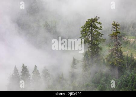 Le nuvole basse e gli alberi di Hemlock di montagna visti da Evergreen Mountain Lookout, Cascade Range, Mt. Baker-Snoqualmie National Forest, stato di Washington, Foto Stock