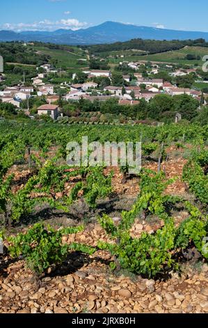Viti verdi che crescono su ciottoli arrotondati su vigneti collinari vicino al famoso vino antico villaggio Châteauneuf-du-Pape, Provenza, Francia Foto Stock