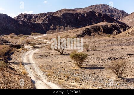 Sentiero escursionistico di Wadi Shawka, tortuosa strada sterrata di ghiaia attraverso il fiume Wadi Shawka e le montagne rocciose di pietra calcarea Hajar, Emirati Arabi Uniti, con acacia Foto Stock