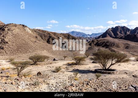 Il fiume Wadi Shawka si trova nelle montagne Hajar, con oasi, alberi di narghilè, alberi di acacia e piante, montagne rocciose di pietra calcarea sullo sfondo, Emirati Arabi Uniti. Foto Stock