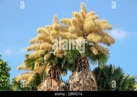Fioritura di talepot di palma (Corypha umbraculifera) al Flamengo Embankment a Rio de Janeiro Brasile. Foto Stock