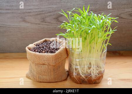 Water i semi di spinaci con i loro microgreens idroponici pronti per la raccolta Foto Stock