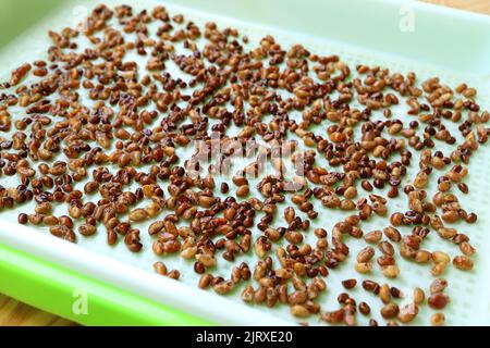 Acqua semi di spinaci che sono sparsi su Mat in Hydroponic Microgreens che cresce vassoio dopo impregnato Foto Stock