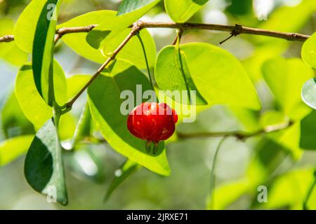 Pitanga è il frutto di pitangueira, dicotiledone della famiglia delle mirtacee. Ha la forma di palle carnose globose, rosse, arancioni, gialle o nere Foto Stock