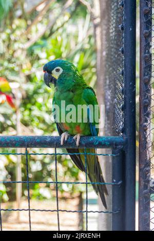 Uccello conosciuto come Macaw Brasile con facciata in castagno Foto Stock