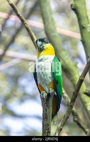 Uccello conosciuto come Parrot Verde-coscia in Brasile Foto Stock