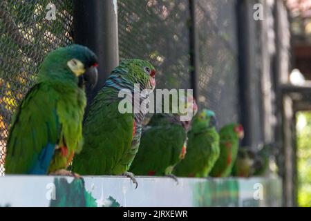 Uccello conosciuto come Parrot vinaceo in Brasile Foto Stock