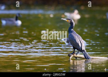 Grande uccello cormorano seduto su un tronco d'albero (Phalacrocorax carbo) Foto Stock