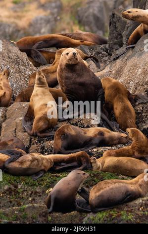 Un gruppo di adorabili leoni marroni che si adagiano sulle rocce Foto Stock