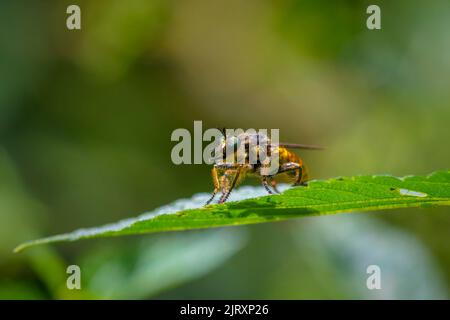 Primo piano di un eutolmus rufibarbis, mosca rober, riposante sulla vegetazione in una foresta Foto Stock