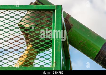 Ballynacarriga, Cork occidentale, Irlanda. 26th ago, 2022. In una giornata di sole, Denis Duggan di Duggan Agri Contractors raccoglie orzo utilizzando una mietitrebbia John Deere 1177 da 1992 l con una media di 3,3 g/t per acro con un contenuto di umidità del 17%. Credit: AG News/Alamy Live News Foto Stock