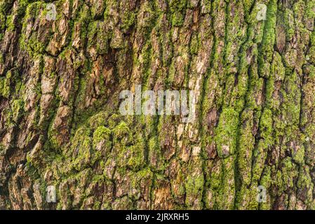 Immagine full frame di corteccia ruvida di un vecchio albero possente, utile come una texture naturale di sfondo Foto Stock