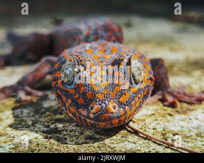 Un primo piano di un rettile gecko tokay sotto la luce del sole Foto Stock