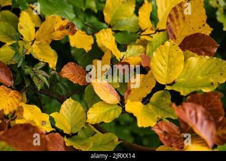 Ripresa a telaio pieno di foglie di faggio multicolore a contrasto (verde, giallo e marrone), che crescono sullo stesso albero, mostrando l'inizio dell'autunno Foto Stock