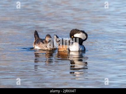 Un Merganser con cappuccio con belle piume della testa che si adora in una giornata di sole con la sua partner femminile accanto a lui. Vista ravvicinata. Foto Stock